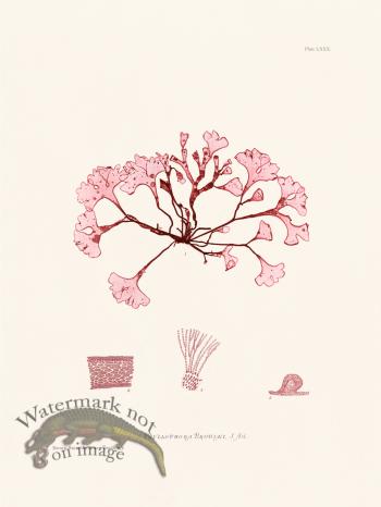 Bradbury Seaweed 080